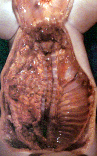 fig.3