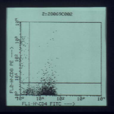 ss2.jpg (29022 bytes)
