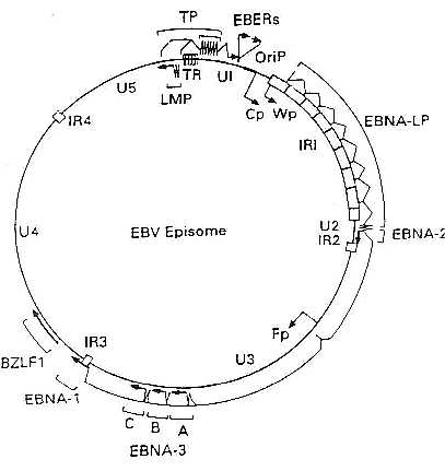 Genoma del VEB: Episoma